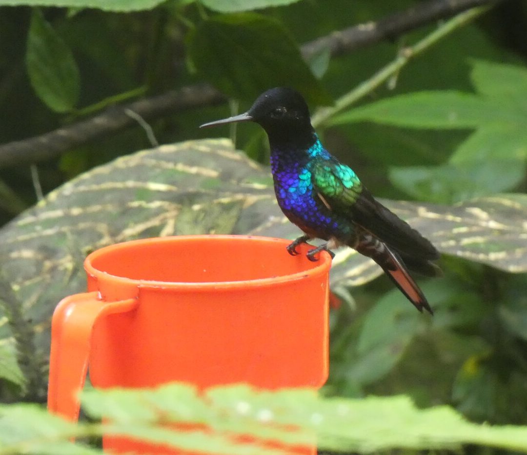 Birds of the Mindo Cloudforest