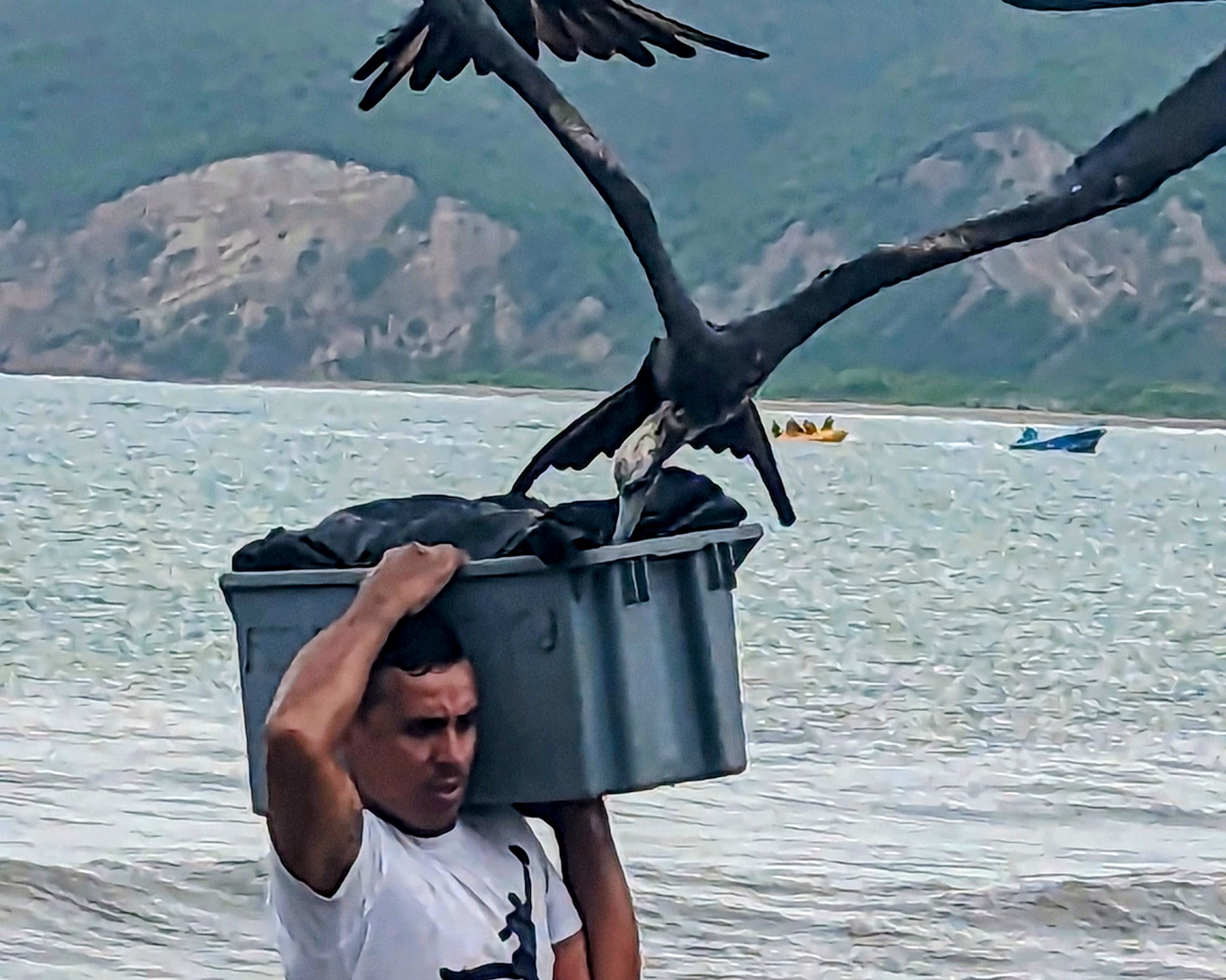 The Thieving Birds of Puerto Lopez
