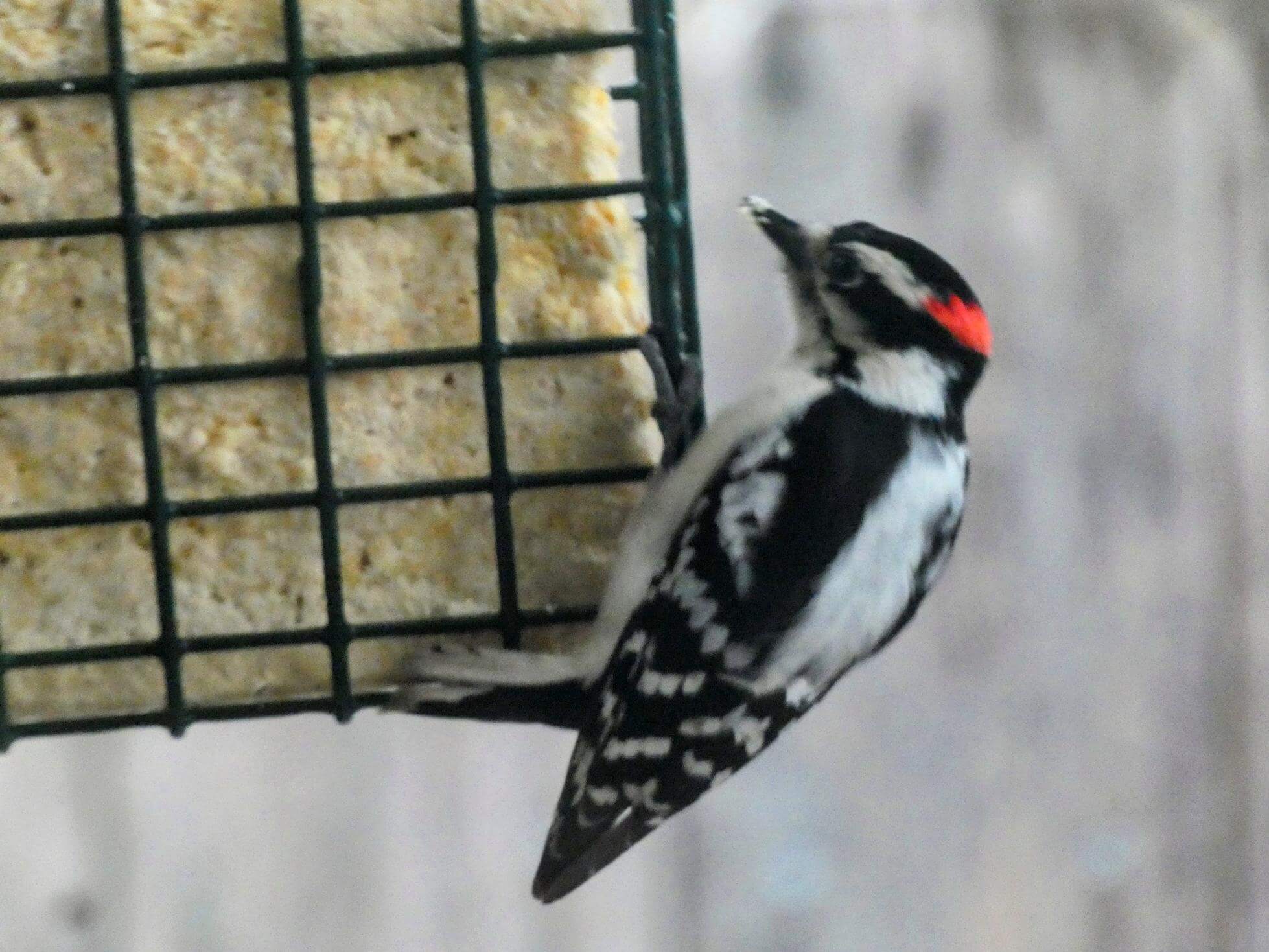 Downy Woodpeckers