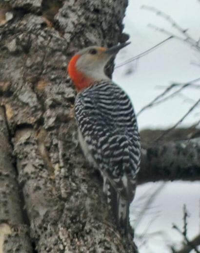 Red-bellied Woodpecker