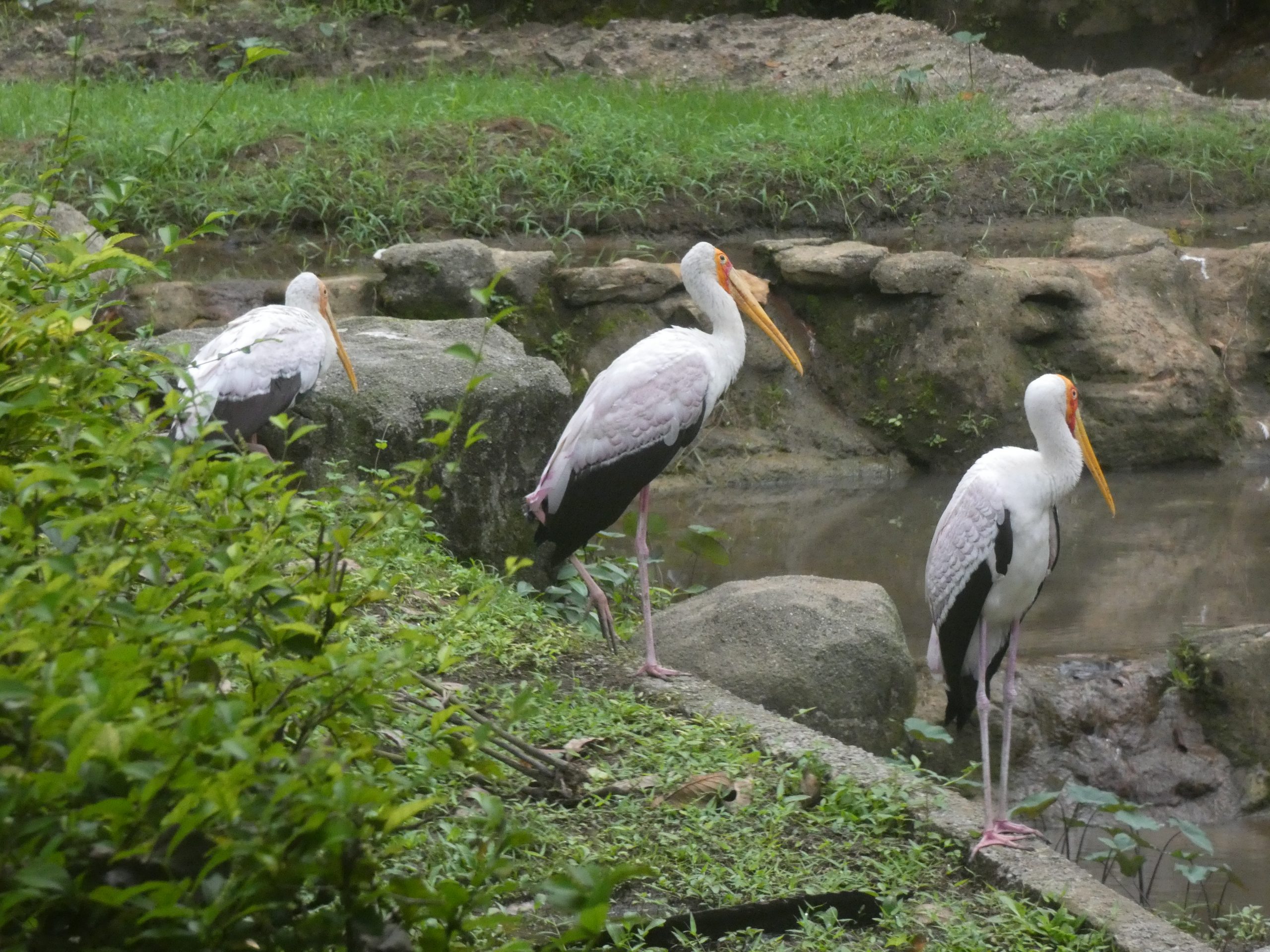 You Might Call It Paradise — The Kuala Lumpur Bird Park