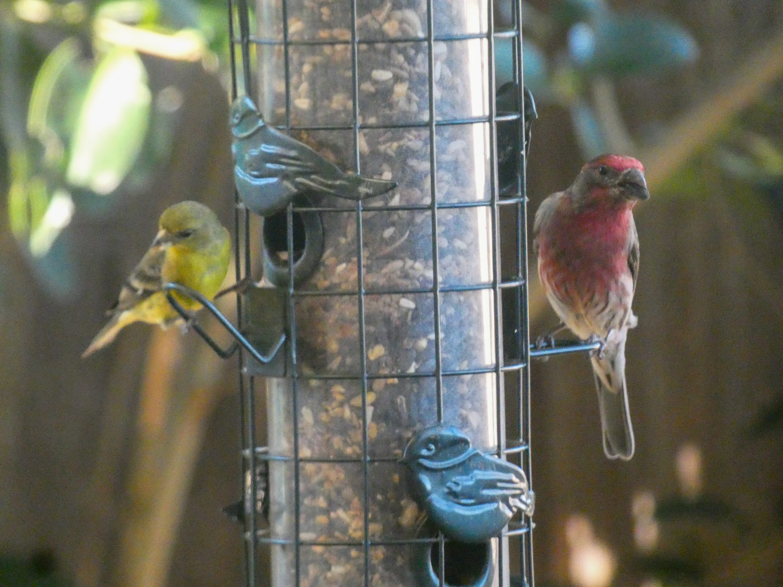 Backyard Visitors on Christmas