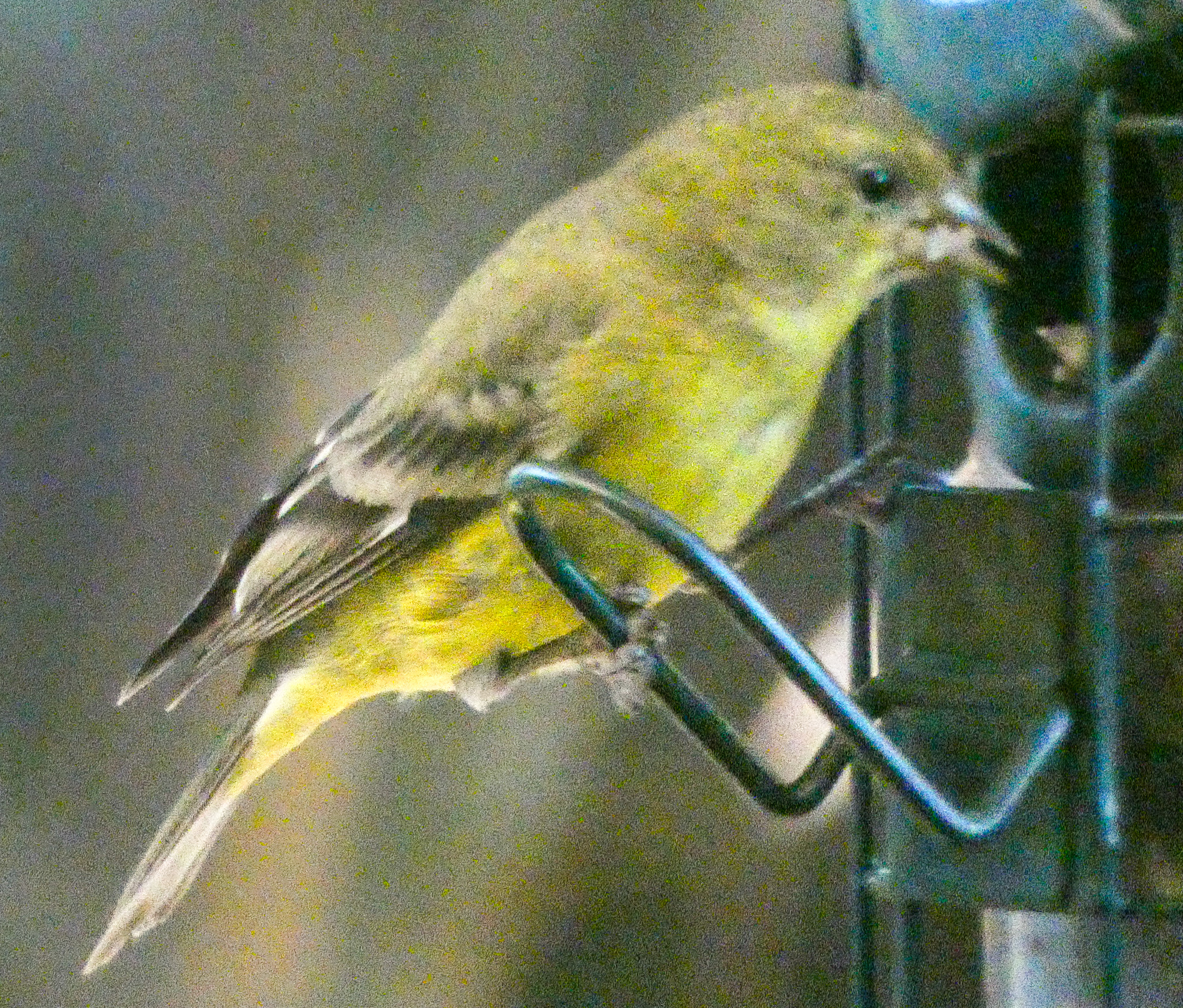 Lesser Goldfinches, a love story