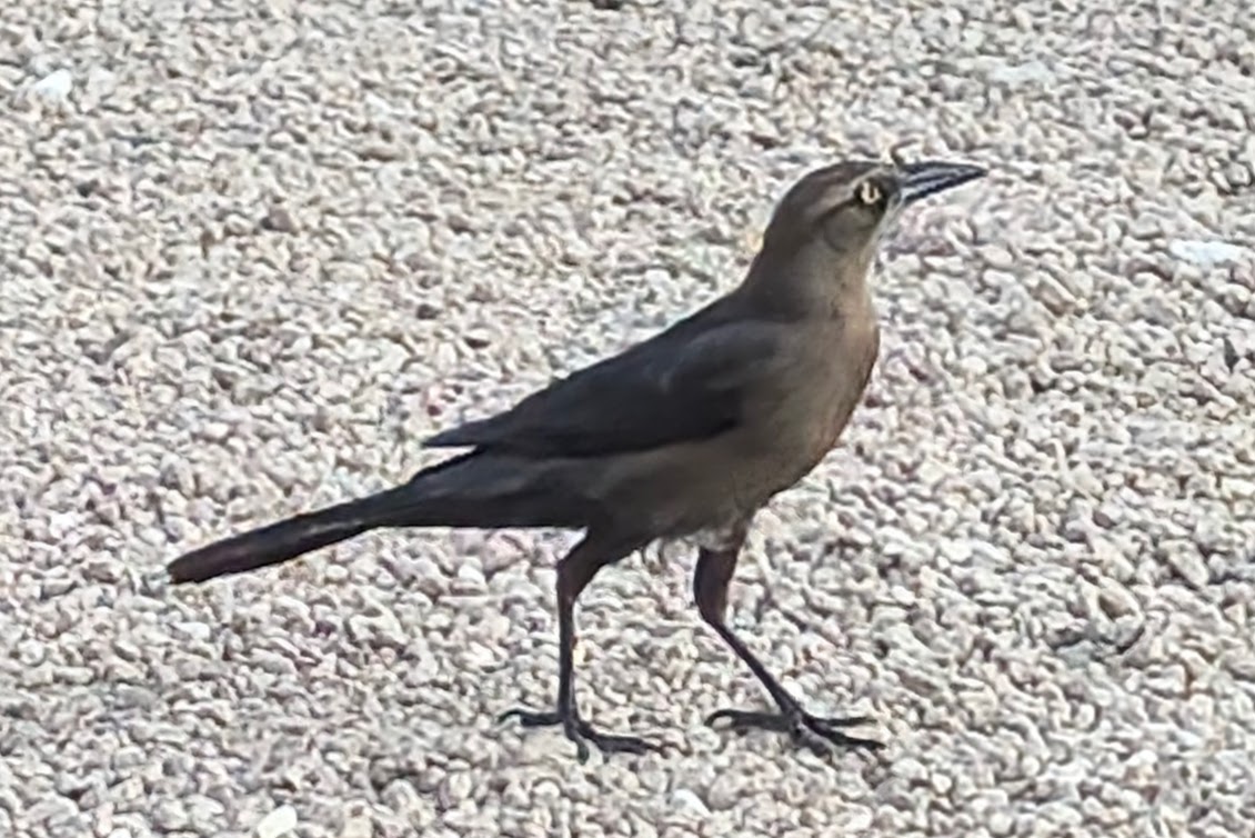 Grackles Casually Winning Over Austin