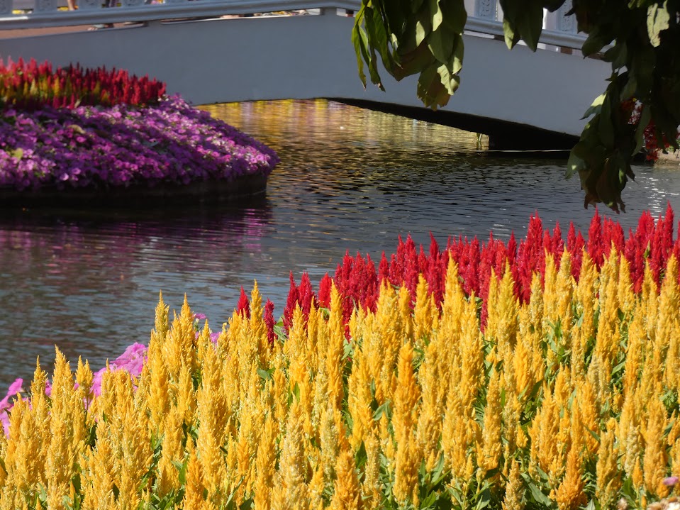 Chiang Mai Shows Its Colors At 49th Annual Flower Festival